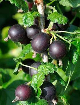 Porzeczko-agrest Josta na pniu w balocie