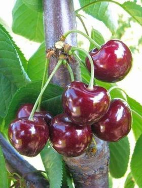 Czereśnia Horka owoce świetnej jakości Plant Pack