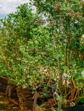 Borówka amerykańska sadzonki 8-letnie mix Xxxl Wysyłka Gratis