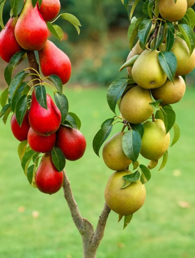 Duo Grusza Konferencja + Red Faworytka Plant Pack 