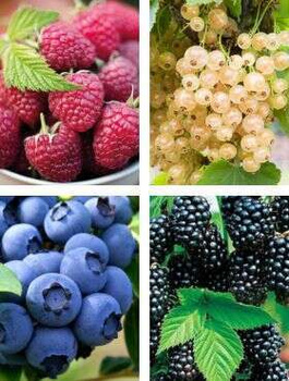 Malina jesienna Polana w doniczce