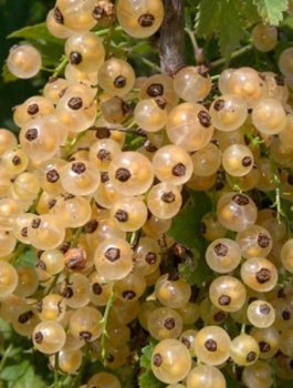 Porzeczka Biała Weisse Versailler