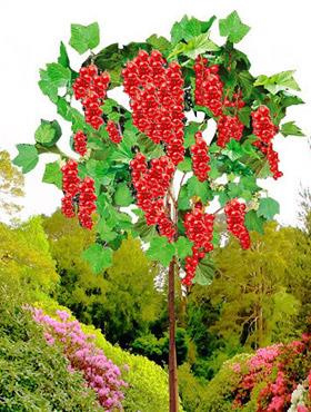 Porzeczka czerwona na pniu balot