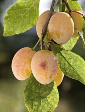 Śliwa Węgierka Biała Śliwa Biała Stara odmiana START PACK 