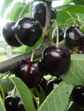 Czereśnia półkarłowa Kasandra duże i smaczne owoce START PACK