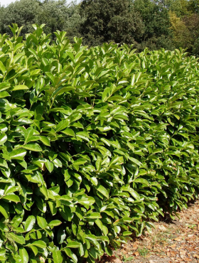 Wiśnia wonna Antypka na zywopłot Plant Pack