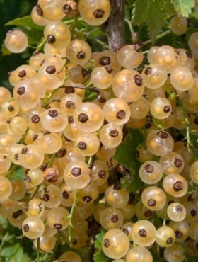 Porzeczka Biała Weisse Versailler