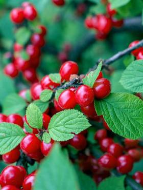 Wiśnia kosmata Efimka (C2)