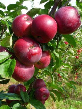 Jabłoń Spartan  START PACK