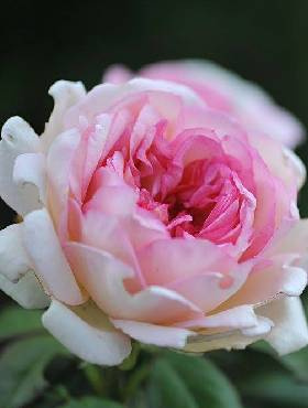 Róża wielkokwiatowa Souvenir de Baden-Baden kremowo-różowa balot