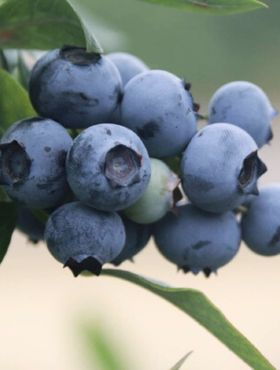 Borówka amerykańska Nelson (C5)