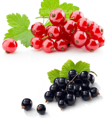 Duo porzeczka czerwono-czarna na pniu balot