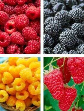 Malina powtarzająca owocowanie START PACK