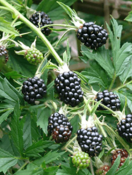 Jeżyna bezkolcowa Thornfree sadzonki