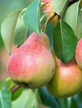 Grusza Klapsa Faworytka w doniczce (C2)