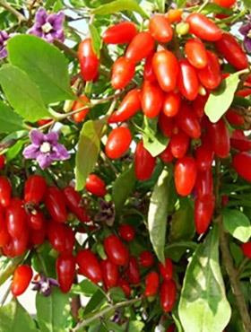 Jagoda Goji Kolcowój chiński New Big