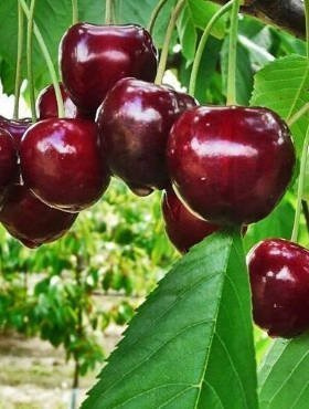 Czereśnia Fabiola późna odmiana START PACK