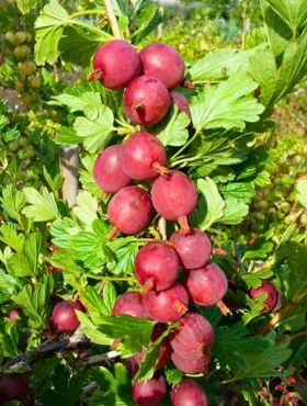 Agrest czerwony Krasnosłowiański na pniu w doniczce