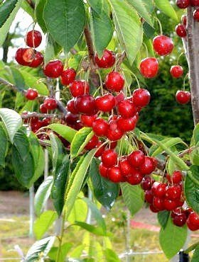 Czereśnia Christiana niezawodna odmiana Plant Pack