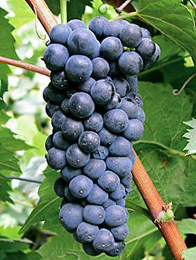 Winorośl winogrona Marechal Foch