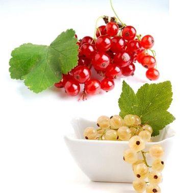 Duo porzeczka czerwono-biała na pniu balot