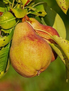 Grusza Generał Leclerc w doniczce C2