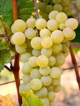 Winorośl winogrona Seneka