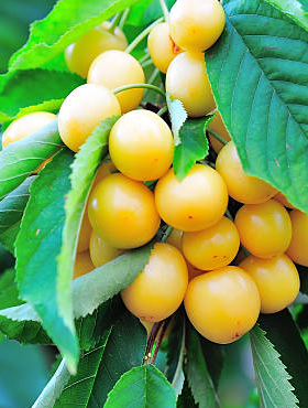 Czereśnia kolumnowa Letniskowa START PACK