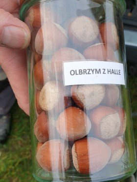 Orzech laskowy Olbrzymi z Halle Hall's Giant START PACK