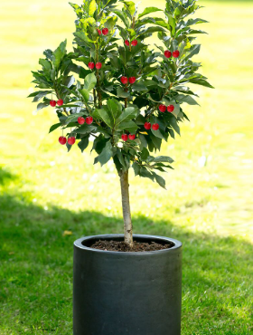 Mini Wiśnia karłowa Piemont w doniczce