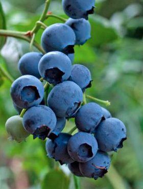 Borówka amerykańska wysoka Bonifacy średniowczesna (C2)