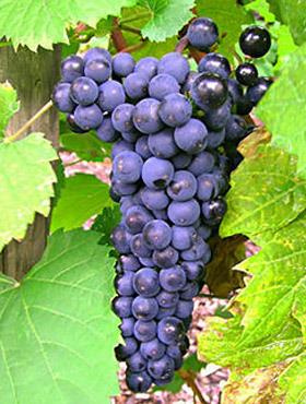 Winorośl winogrona Leon Millot