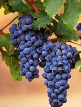 Winorośl winogrona Fredonia