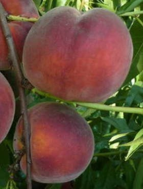 Brzoskwinia Royal Glory Start Pack