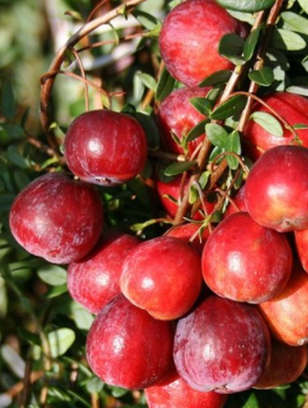 Żurawina wielkoowocowa Early Black duże owoce
