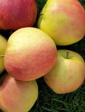 Jabłoń Ligol w doniczce (C2)