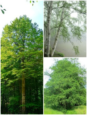 Zestaw Drzewa Szybkorosnące Na Opał Plant Pack