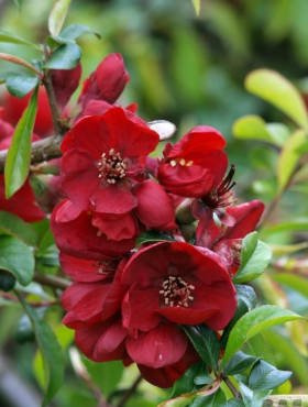 Pigwowiec pośredni Nicoline Ozdobny na Nalewki (P9)