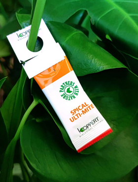 Dobroczynek kalifornijski Spical Ulti-Mite 500sasz. 