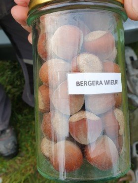 Orzech laskowy Bergera START PACK