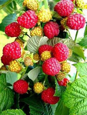 Malina powtarzająca owocowanie w doniczce