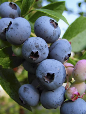 Borówka amerykańska Ozarkblue średnio-późna 
