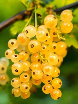 Porzeczka biała z Joteborg w balocie