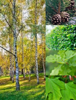 Zestaw Edukacyjny Do Nauki i Obserwacji Plant Pack