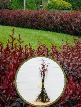 Gotowy Zestaw na Żywopłot 100m Berberys czerwony Plant Pack