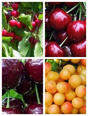 Zestaw Czereśni Późnych z Zapylaczami Plant Pack