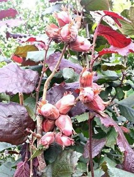 Leszczyna Pospolita (C2)