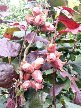 Orzech laskowy Syrena Leszczyna Czerwona START PACK