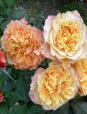 Róża parkowa La Villa Cotta pomarańczowa balot