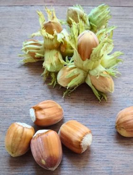 Orzech laskowy laskowy Truchsessa START PACK